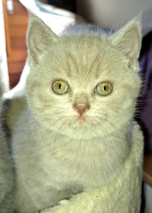 BKH (Britisch Kurzhaar) in blau und lilack Farben Kätzchen. Katzenbaby Bild 2