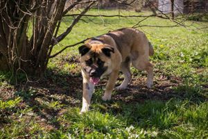 *TOMA* - der Akita-Mischling sollte zu entsprechend erfahrenen Menschen. 