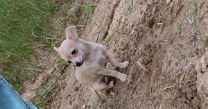 Chihuahua Welpen  Bild 3