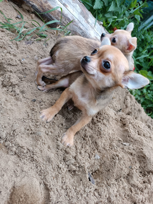 Chihuahua Welpen  Bild 9