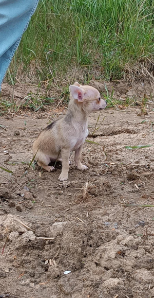 Chihuahua Welpen  Bild 10