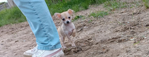 Chihuahua Welpen  Bild 2