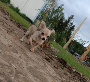 Chihuahua Welpen  Bild 5
