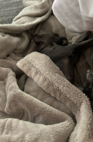 chihuahua hündin kurzhaar geboren 16.11.2023 Bild 2