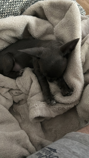 chihuahua hündin kurzhaar geboren 16.11.2023 Bild 4