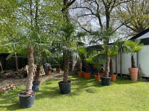 Wunderschöne winterharte Palmen (trachycarpus fortunei) für den Außenbereich Bild 5