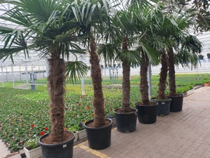Wunderschöne winterharte Palmen (trachycarpus fortunei) für den Außenbereich Bild 6