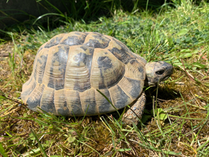 3 Griechische Landschildkröten