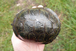 1 Pärchen Europäische Sumpfschildkröten Emys orbicularis mehrjährig Bild 1