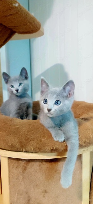 Russisch blau Kitten mit Stammbaum Bild 3