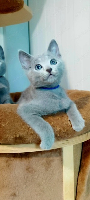 Russisch blau Kitten mit Stammbaum Bild 2