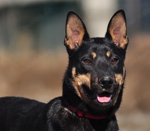 Ester - sie ist immer auf Achse, will überall dabei sein und hat immer gute Laune. Sportler gesucht.