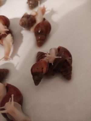 Achatina Fulica, mit weißem Fuß und natur.