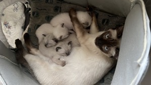 3 Siam Kitten zu verkaufen  Bild 4