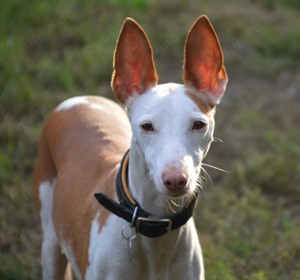 kleiner Podenco Rio sucht zu Hause