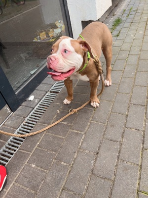 OEB Old English Bulldog Rüde mit blauen Augen, 12 Monate 