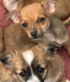 Chihuahua Welpen !abgabebereit! 2 Rüden und 1 Hündin Bild 1