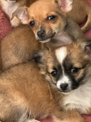 Chihuahua Welpen !abgabebereit! 2 Rüden und 1 Hündin Bild 4