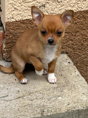 Chihuahua Welpen !abgabebereit! 2 Rüden und 1 Hündin Bild 3