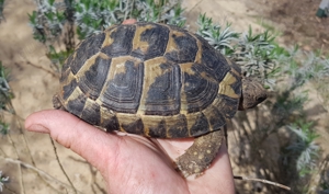 Maurische Landschildkröten NZ 2ü20 und 2022 weiblich