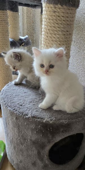Britisch Kurzhaar und Langhaar Kitten Odd-eyed  Bild 1