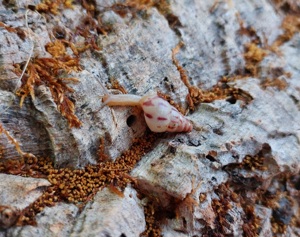 Limicolaria agathina Nigeria, Mini Achatschnecken