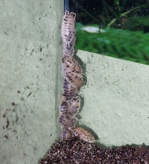 Porcellio laevis  Panda  Pandaasseln, Bodenpolizei