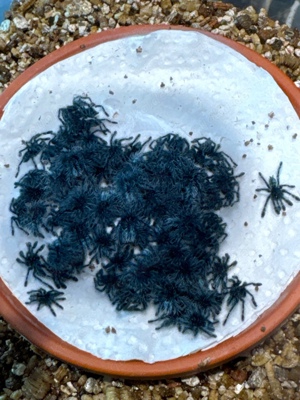 Caribena versicolor ENZ 04 24