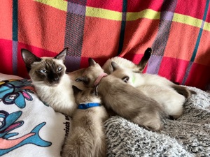 3 Siam Kitten zu verkaufen  Bild 8