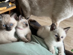 3 Siam Kitten zu verkaufen  Bild 10