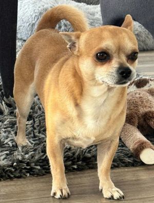 Chihuahua erfahrener Deckrüde  Bild 7