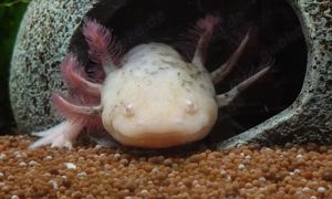 Axolotl Mosaik Bock ( Tierversand möglich )  Bild 2