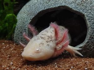 Axolotl Mosaik Bock ( Tierversand möglich )  Bild 3