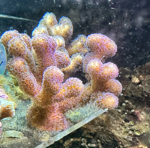 WYSIWYG korallen. Stylophora. Originalfotos. 