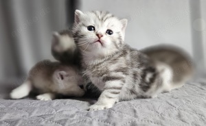 Britisch Kurzhaar Kitten BKH  Bild 3