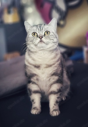 Britisch Kurzhaar Kitten BKH  Bild 8