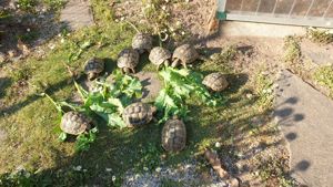 Griechische Landschildkröten THB,  NZ 2017 und 2018