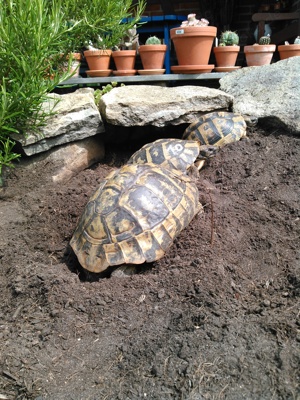 Griechische Landschildkröten, Testudo herrmanni boetgeri