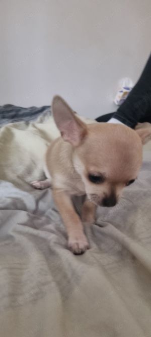 Chihuahua  (kurzhaarig)  sucht Zuhause  Bild 18
