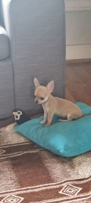 Chihuahua  (kurzhaarig)  sucht Zuhause  Bild 17