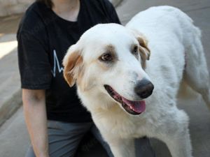 Daphne sucht ihr Zuhause (noch auf Sardinien)