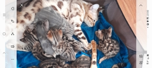 Kätzchen Kitten Bengal Blue Abgabe ab sofort Bild 2