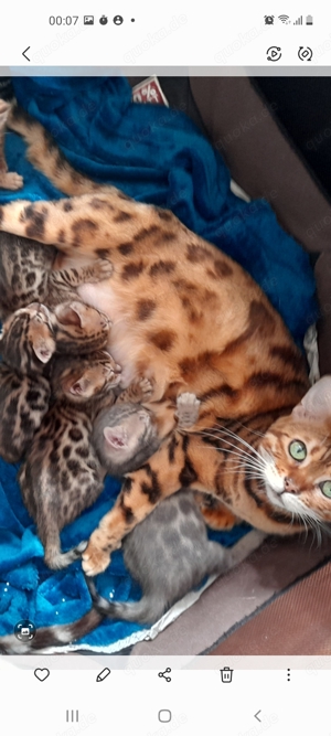 Kätzchen Kitten Bengal Blue Abgabe ab sofort Bild 8