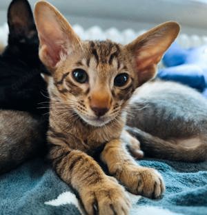 Traumhafte OKH Kitten 
