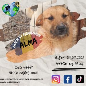 bezaubernde, kleine Alma sucht Mensch mir Herz zum kuscheln Bild 2
