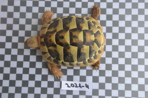 Griechische (Dalmatische) Landschildkröte Nachzucht von 2021 (Testudo hermanni hercegovinensis) Bild 4