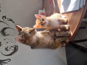 Kätzchen zum abgeben Bild 1