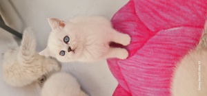 Schöne Kätzchen mit blauen Augen Bild 7