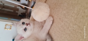 Schöne Kätzchen mit blauen Augen Bild 8