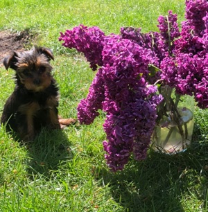 Yorkshire Terrier Welpen geboren am 25.2.24, ab 17.5.24 voraussichtlich privat zu verkaufen Bild 1